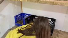 Have you ever wondered what it would be like to farm chickens? Take a look into Milee’s video; ‘Life as a chicken lady’. Watch Milee’s video on our grade 4 Facebook page or the grade 4 page on the RES website. Pay close attention to all of the counting an